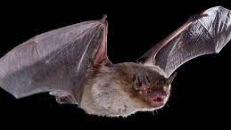 Thumb-sized bat on cusp of world record flight taken down by Russian house cat