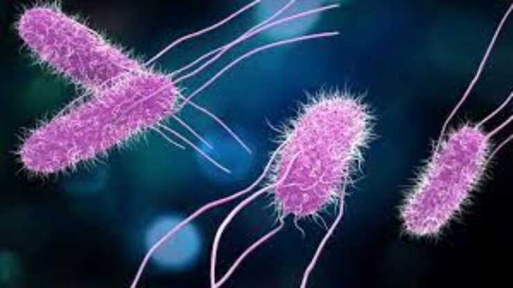 CDC salmonella outbreak update: It’s gotten worse, but possible culprit found